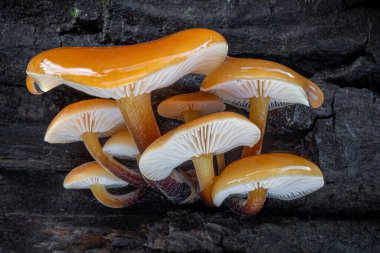 Detail of amazing little edible mushrooms Flammulina velutipes commonly known as Enokitake, Golden Needle or winter mushrooms. Czech Republic, Europe. clipart