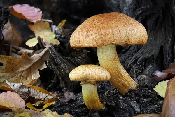 Yenilemez iki Gymnopilus junonius mantarı yaygın olarak muhteşem hışırtı olarak bilinir - Çek Cumhuriyeti, Avrupa