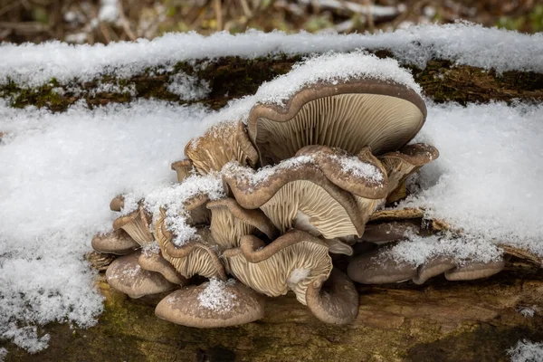 Edible mushroom Pleurotus ostreatus known as oyster mushroom on dead tree snowy stem in winter forest - Czech Republic, Europe