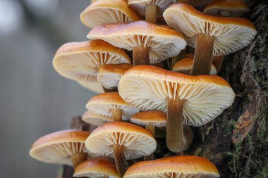 Yenilebilir mantar altın iğne veya kış mantar - Flammulina velutipes Enokitake bilinen atış kapatın