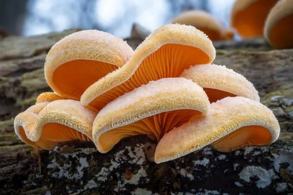 Yenilemez Phyllotopsis nidulan mantarları. Genellikle sahte istiridye ya da turuncu istiridye olarak bilinir. Çek Cumhuriyeti, Avrupa