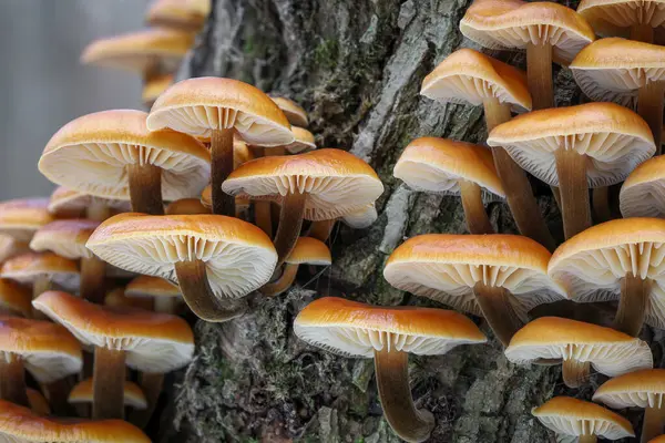 Enokitake, Golden Needle ya da kış mantarı olarak bilinen grup yenilebilir mantarlar. Ağaç kabuğundaki flammulina velutipes. Çek Cumhuriyeti, Avrupa.