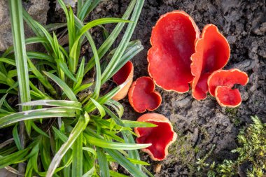 Scarlet elfcup olarak bilinen Sarcoscypha austriaca - ilkbaharın başlarında yenmeyen güzel kırmızı mantar. Çek Cumhuriyeti, Avrupa.