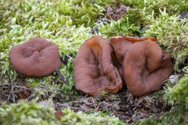 Discina Perlata 'nın detaylı çekimleri. Yaygın olarak Domuz Kulağı olarak bilinir. Yenilebilir yeşil yosun mantarları. Çek Cumhuriyeti, Avrupa.