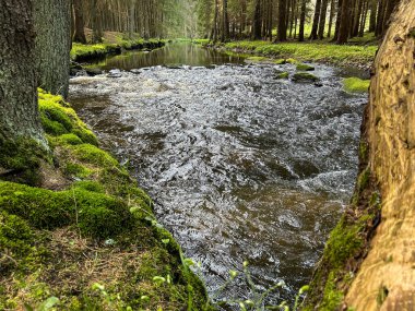 Ormandaki nehirle bahar manzarası. Svratka Nehri, Bohemya-Moravya Dağları, Çek Cumhuriyeti, Avrupa