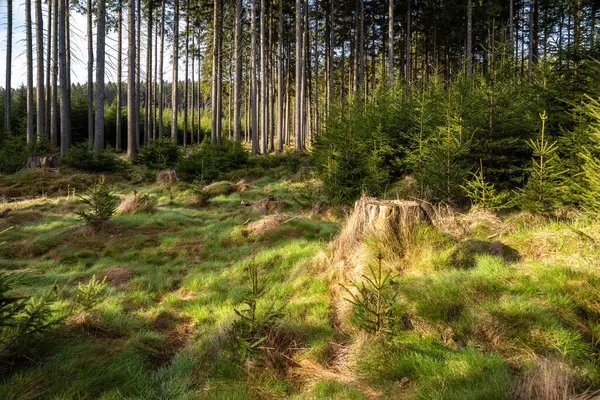 Erstaunlich Sonniger Morgen Fichtengraswald Böhmisch Mährisches Hochland Tschechien Europa — Stockfoto