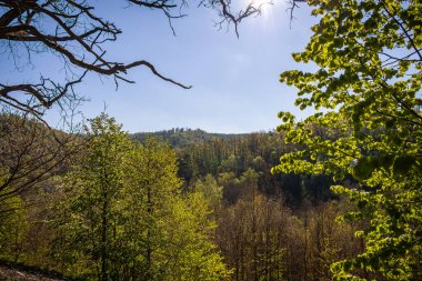 Mavi güneşli gökyüzü altında bahar ormanlarından manzara - Çek Cumhuriyeti, Avrupa
