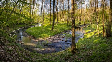 Güneşli ormanlardaki Bahar manzarası Chvojnice nehri, Çek Cumhuriyeti, Avrupa