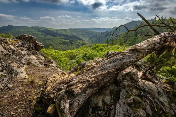 Viewpoint Valley Cloudy Sky Old Tree Stem Foreground Czech Republic — Stock Fotó