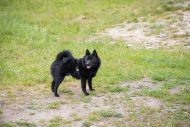 Yeşil çayır üzerinde Schipperke adında siyah bir köpek - Çek Cumhuriyeti, Avrupa