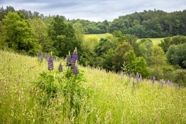 Lupinus poliphyllus 'un mavi çiçekli bahar ya da yaz çayırı, yaygın olarak büyük yapraklı lupin, büyük yapraklı lupin, çok yapraklı lupin ya da mavi-pod lupin olarak bilinir. Arka planda orman ve bulutlu gökyüzü. Çek Cumhuriyeti, Avrupa