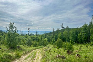 Bulutlu gökyüzünün altındaki vadiden vadiye uzanan bahar ormanının yamaçlarından manzara - Çek Cumhuriyeti, Avrupa