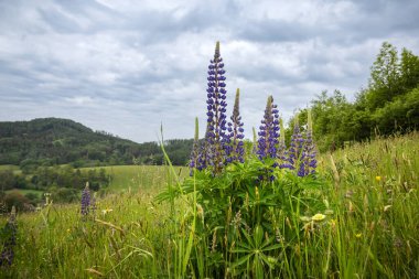 Lupinus poliphyllus 'un mavi çiçekleri olan yaz manzarası, yaygın olarak büyük yapraklı lupin, büyük yapraklı lupin, çok yapraklı lupin veya ön planda mavi podlu lupin olarak bilinir. Çek Cumhuriyeti, Avrupa