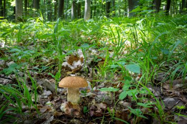 Çimenli güneşli ormanda yenilebilir yaz septi - Boletus reticulatus. Çek Cumhuriyeti, Avrupa.