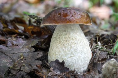 Boletus reticulatus 'un yenilebilir yaz sesinin yakın çekimi. Çek Cumhuriyeti, Avrupa.