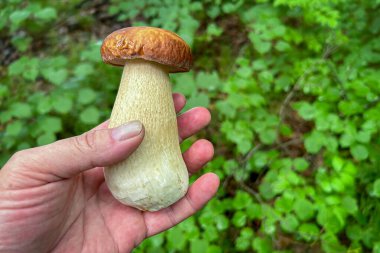 Yenilebilir mantar Boletus retikülatus yaygın olarak yaz sepsiyonu olarak bilinir yeşil yapraklı erkek elinde - Çek Cumhuriyeti, Avrupa