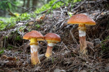 Üç yenilebilir ve lezzetli Suillus grevillei mantarı yaz ormanlarında yaygın olarak Greville 's bolete veya larch bolete olarak bilinir - Çek Cumhuriyeti, Avrupa