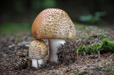 Two amazing edible and delicious mushrooms amanita rubescens known as blusher - Czech Republic, Europe clipart