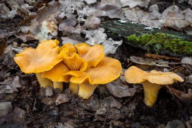 Yapraklı ormanda bir grup güzel sarı girolle mantarı - Çek Cumhuriyeti, Avrupa