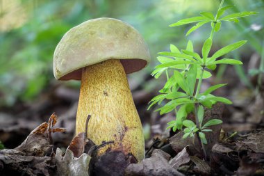 Yenilebilir Suillellus Luridus 'un yakın plan çekimi. Bilinen adıyla dehşetli Bolete. Çek Cumhuriyeti, Avrupa.