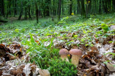 Ormanda yaz septi olarak bilinen iki Boletus retikülatusu - Çek Cumhuriyeti, Avrupa