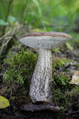 Yaz yosunlu ormanlarda yenilebilir mantar Leccinum scabrum (yaygın olarak kaba saplı bolete, skaler sapı ve huş ağacı bolete olarak bilinir), Çek Cumhuriyeti, Avrupa