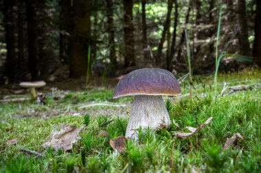 Yosunlu yaz ormanlarında inanılmaz bir sepet mantarı - Çek Cumhuriyeti, Avrupa