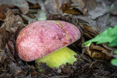 Butyriboletus regius (eski adıyla Boletus Rejimi) mantarı genellikle kraliyet mantarı ya da kırmızı kaplama tereyağı boleti olarak bilinir - güzel ve nadir bulunan mantar. Çek Cumhuriyeti, Avrupa.