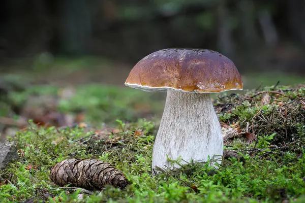 Çimenlerde peni çöreği olarak bilinen yenebilir mantar boletus edulis - Çek Cumhuriyeti, Avrupa