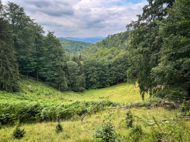 Yeşiller yemyeşil çayırlar, sık orman ağaçlarının arasına kurulmuş, bulutlu gökyüzünün altında kayan tepelerin arkaplanlarıyla nazikçe aşağı iniyor. Lusatian Dağları, Çek Cumhuriyeti, Avrupa.