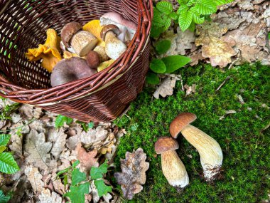 Yosun üzerine taze toplanmış mantarlar ve iki güzel yaz sepeti (Boletus reticulatus) - Çek Cumhuriyeti, Avrupa