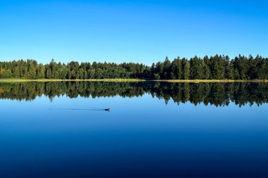 Ördek, yaz mevsiminde Çek Cumhuriyeti, Avrupa 'da göletin sakin yüzeyinde yüzer.