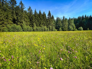 Çiçeklerle dolu güzel bir yaz çayırı ladin ormanlarının ve mavi gökyüzünün arka planına sahip Çek Cumhuriyeti, Avrupa