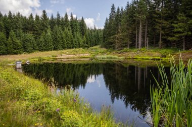 Yaz ladin ormanlarında mavi gökyüzünün altındaki güzel orman göleti - Jizera dağları, Çek Cumhuriyeti, Avrupa