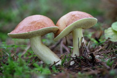 Detail shot of two edible mushrooms Suillus granulatus commonly known as Weeping bolete or Granulated bolete - Czech Republic, Europe clipart