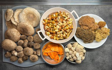 Result of autumn mushroom picking in kitchen - parasol mushrooms, slippery jacks, chicken of woods, puffball mushrooms and cauliflower fungus. Czech Republic, Europe. clipart