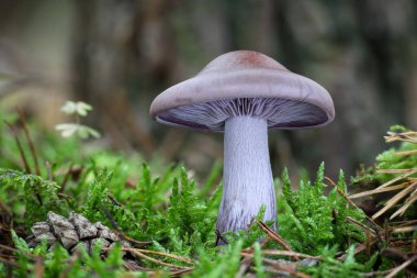 Makro, yenebilir mantar Lepista nuda genellikle yosun içinde ahşap üfleme olarak bilinir - Çek Cumhuriyeti, Avrupa