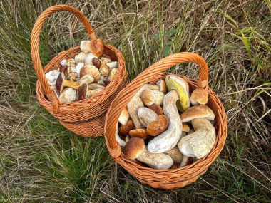 Çimlerin üzerinde porcini ve körfez mantarlı hasır sepetleri - Çek Cumhuriyeti, Avrupa