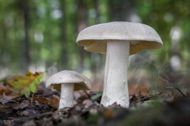 İki zehirli Entoloma sinuatum mantarının detaylı görüntüsü yaygın olarak öfkeden kudurmuş agarik, morarmış pembemsi, kurşun entoloma ya da Çek Cumhuriyeti, Avrupa