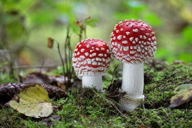 Ormandaki iki muhteşem Amanita muscaria. Sinek mantarı ya da sinek manitası olarak bilinen zehirli mantar. Çek Cumhuriyeti, Avrupa.