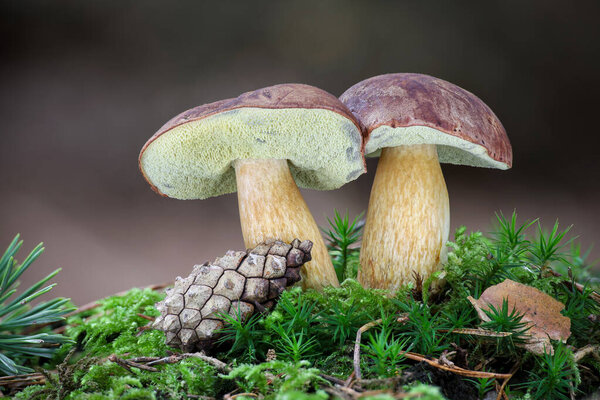 Detail shot of two amazing edible Imleria badia mushrooms commonly known as bay bolete in moss. Czech Republic, Europe.