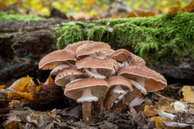 Renkli sonbahar ormanlarında bal mantarı olarak bilinen inanılmaz yenilebilir Armillaria mantarları grubu - Çek Cumhuriyeti, Avrupa