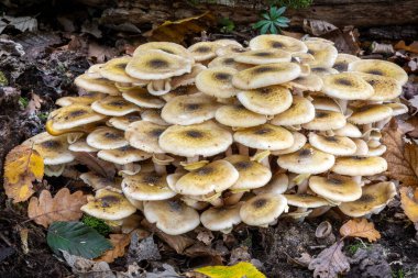 Sonbahar yaprak döken ormanlarında yaygın olarak bal mantarı olarak bilinen Armillaria mellea sürüsü - Çek Cumhuriyeti, Avrupa