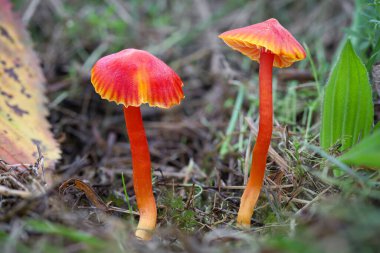 Macro shot of two amazing Hygrocybe coccinea mushrooms sometimes called scarlet hood, scarlet waxcap or righteous red waxy cap - Czech Republic, Europe clipart