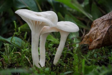 Macro shot of beautiful group of Cuphophyllus virgineus mushrooms commonly known as Snowy Waxcap - Czech Republic, Europe clipart