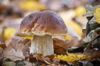 Rengarenk sonbahar yaprakları yığını içinde güzel bir sepet mantarı. Sonbahar ormanından bir detay. Çek Cumhuriyeti, Avrupa.