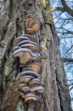 Buruşuk kavak gövdesinde istiridye mantarı kümesi (Pleurotus ostreatus) lobları. Çek Cumhuriyeti, Avrupa.
