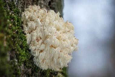 Beautiful and edible Hericium coralloides mushroom commonly known as coral tooth fungus or comb coral mushroom - Czech Republic, Europe clipart