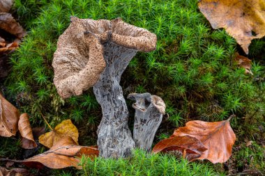 Yenilebilir Craterellus Cornucopioides mantarlarının ayrıntıları genellikle bol boynuz ya da trompet olarak bilinir - Çek Cumhuriyeti, Avrupa
