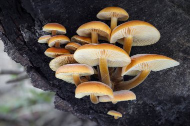 Yenilebilir mantar altın iğne veya kış mantar - Flammulina velutipes Enokitake bilinen atış kapatın